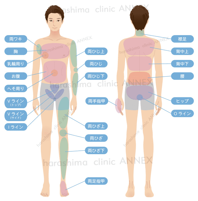 参照部位(男性)