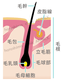 毛根の構造