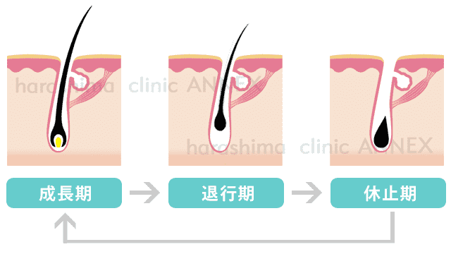 毛周期